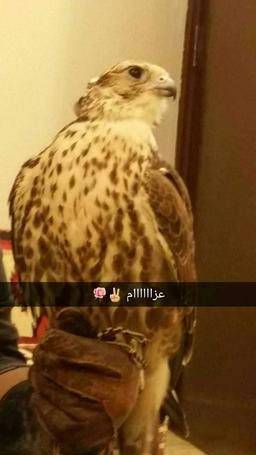 نواف الكندري