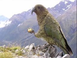 حسين المفضي المفضي