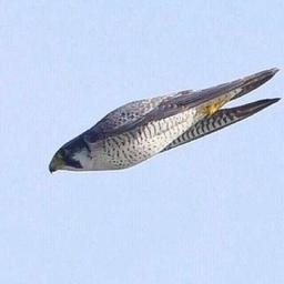 ابومحمد الكويتي