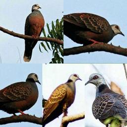 بوعبدالله والرزق على الله