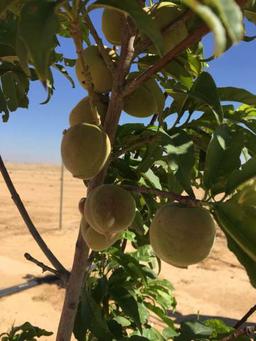 فيصل العنزي