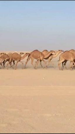 مبارك العازمي