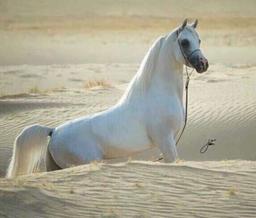 فيصل الخالدي