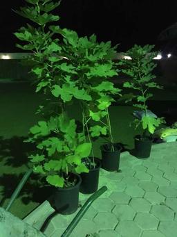 خالد عبدالله