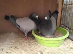 فيصل العازمي