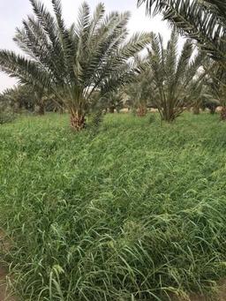 سبحان الله وبحمده سبحان الله العظيم