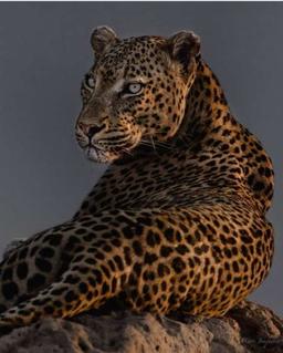 ابو محمد Shark