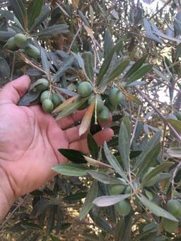 بدر العازمي