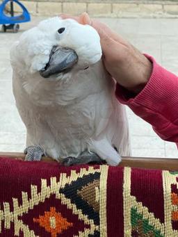 بوخالد بوخالد