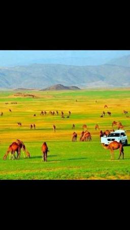 حامد الشمري