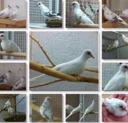 محمد الصراف