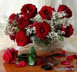 ابو احمد المصري