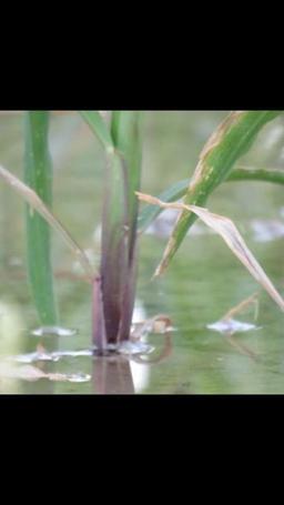 عبدالله العازمي