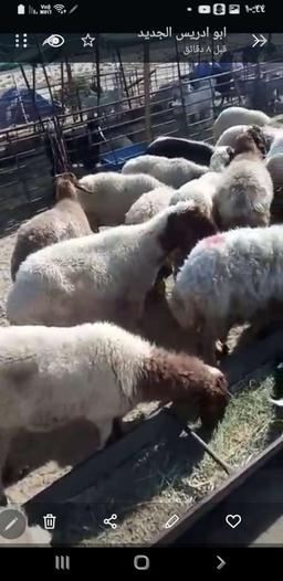 ابومحمد ابومحمد