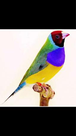 فاضل عبدالله