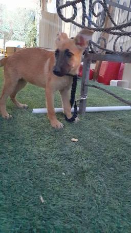 عاشق الكويت