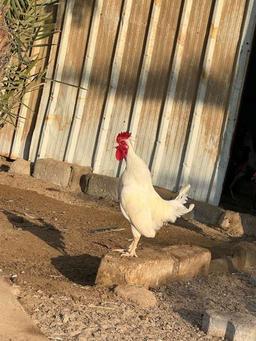 ابراهيم العازمي