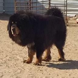 دانه الشمري