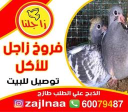 فروخ زاجلنا 