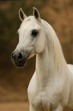 عبدالرحمن صقر