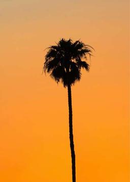 محمد الشمري 