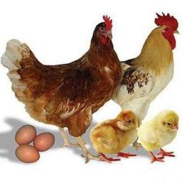 دجاج دومينانت 