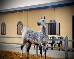 ابو رزاق الشمري