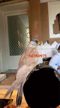 𝟓𝟎𝟕𝟖𝟎𝟗𝟕𝟓 