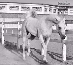 احمد العنزي