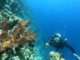 عيسى القلاف