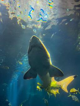 ثامر ابومسلم