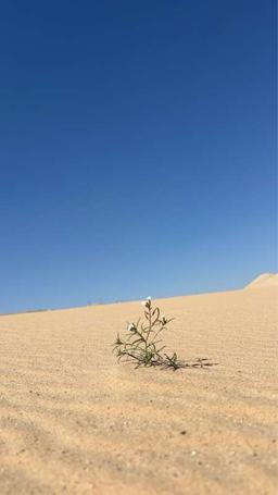 عمر المشعان