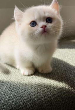 محمد العنزي