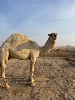 للبيع تنكر موديل 94